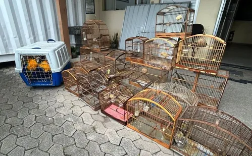 
          Imagem ilustrativa da imagem Aves silvestres e drogas são apreendidas em ação da polícia na Serra
          