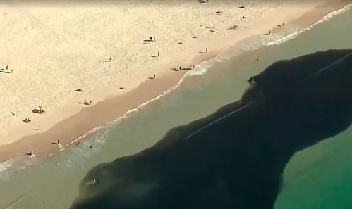 
          Imagem ilustrativa da imagem Banhistas nadam em meio a cardumes em praias do Rio de Janeiro; veja imagem
          