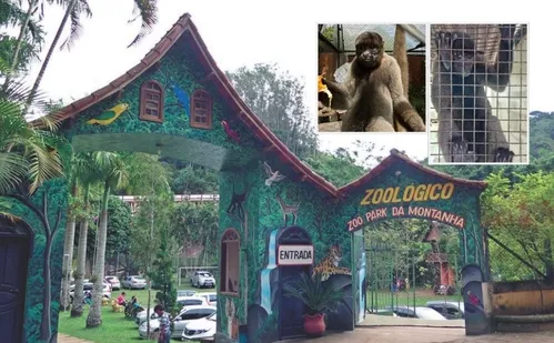 
          Imagem ilustrativa da imagem Barrigudinho e Bob, macacos ameaçados de extinção, chegam ao Espírito Santo
          