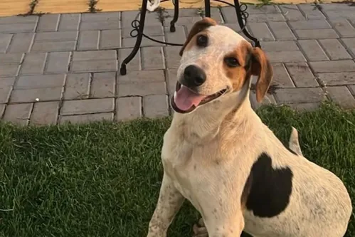 
          Imagem ilustrativa da imagem Veja o que se sabe sobre cachorro baleado no RS; é o terceiro caso envolvendo pet no Sul do País
          