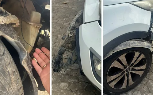 
          Imagem ilustrativa da imagem Cachorros atacam carro, destroem para-choque e deixam dona sem reação
          