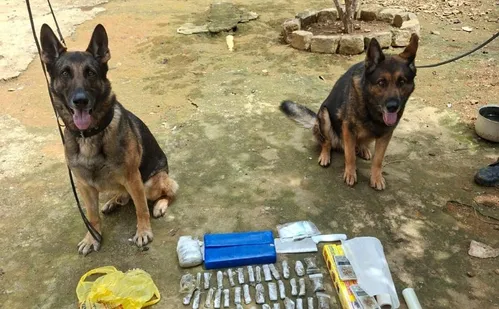 
          Imagem ilustrativa da imagem Cães treinados da Polícia Penal ampliam ações de segurança no Espírito Santo
          