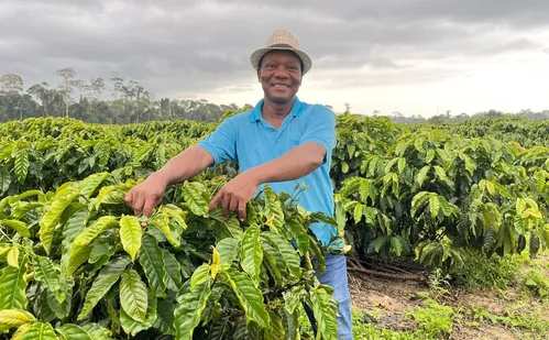 
          Imagem ilustrativa da imagem Cafeicultor dobra produção ao utilizar capim-mombaça como adubo
          