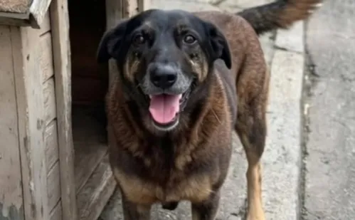 
          Imagem ilustrativa da imagem Caso Orelha: Justiça exige que redes excluam informações de adolescentes suspeitos
          