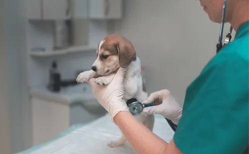 
          Imagem ilustrativa da imagem Clínica veterinária pública terá atendimento 24 horas
          