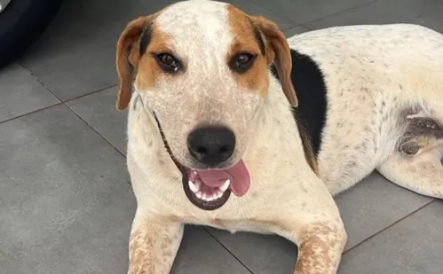 
          Imagem ilustrativa da imagem Conheça o cão ‘Abacate’, morto a tiros no Paraná: ‘Um amor de animal’
          