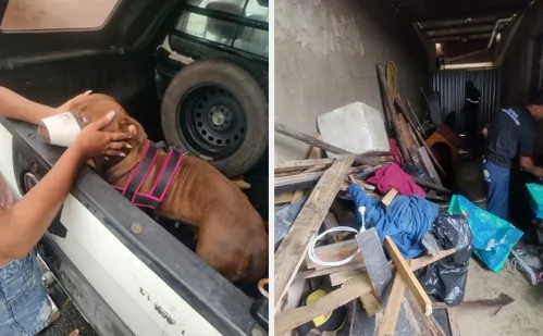 
          Imagem ilustrativa da imagem Duas pessoas ficam feridas após ataques de pitbull em Guarapari
          