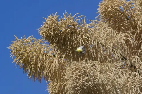 
          Imagem ilustrativa da imagem Essas palmeiras, plantadas no Rio há 60 anos, florescem pela 1ª vez; veja imagens
          