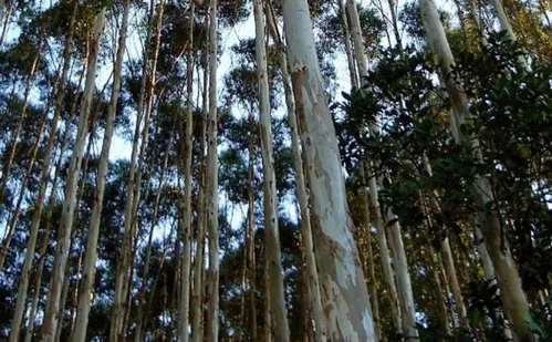 
          Imagem ilustrativa da imagem Projeto de fábrica de combustíveis da Suzano no ES é suspenso por falta de madeira
          