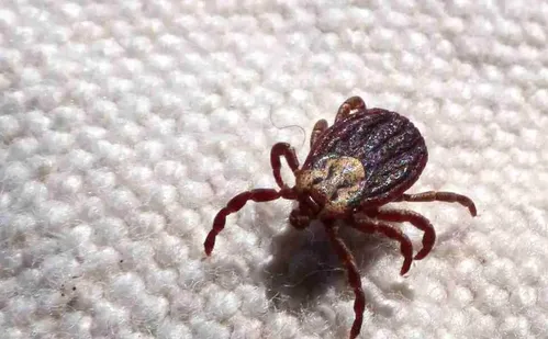 
          Imagem ilustrativa da imagem Febre maculosa causa mais duas mortes no interior de São Paulo
          