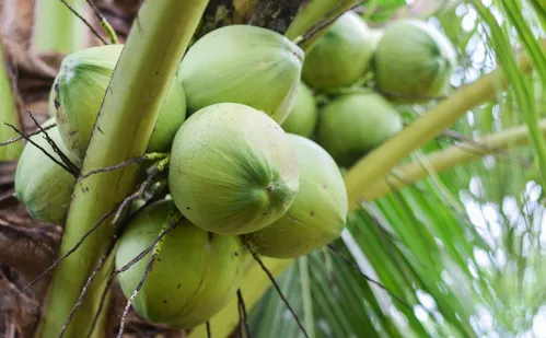 
          Imagem ilustrativa da imagem Frutas capixabas fazem sucesso até na “Terra dos Vikings”
          