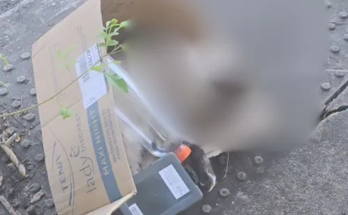 
          Imagem ilustrativa da imagem Caso de gato enforcado na Ilha do Boi é desvendado
          