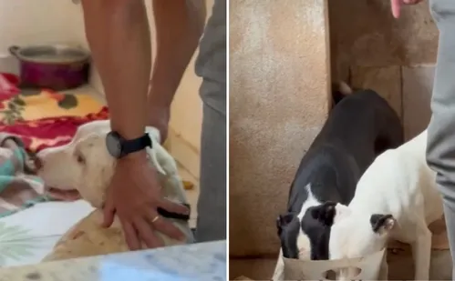 
          Imagem ilustrativa da imagem Homem é preso em operação contra maus-tratos a animais no ES
          