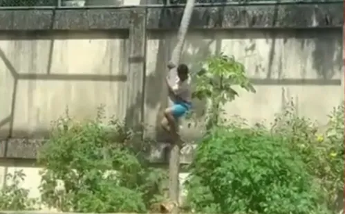 
          Imagem ilustrativa da imagem Homem morre após entrar na jaula dos leões em João Pessoa
          