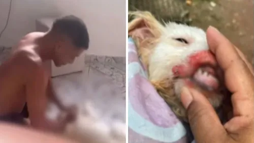 
          Imagem ilustrativa da imagem Homem que agrediu cadela em vídeo é preso por ameaçar ex-mulher
          