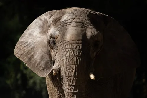 
          Imagem ilustrativa da imagem Ibama vai visitar santuário no MT após 2 elefantes morrerem menos de um ano após chegarem no local
          