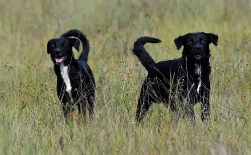 
          Imagem ilustrativa da imagem Instituto reforça proibição de animais em parques do ES
          