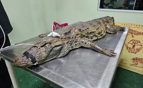 
          Imagem ilustrativa da imagem Jacaré é encontrado por cachorro em rua de Vila Velha e morre após o resgate
          