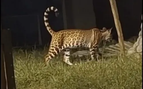 
          Imagem ilustrativa da imagem Jaguatirica é flagrada “passeando” em praça no Caparaó Capixaba
          