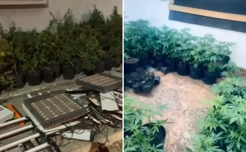 
          Imagem ilustrativa da imagem Jovem suspeito de cultivar ilegalmente cannabis é preso em Vila Velha
          