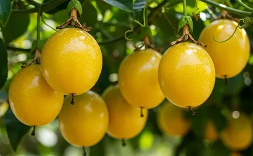 
          Imagem ilustrativa da imagem Lixo da construção civil vira adubo para a produção de maracujás
          