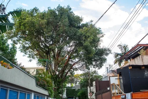 
          Imagem ilustrativa da imagem Lula sanciona lei que libera poda de árvore quando órgão público se omitir
          