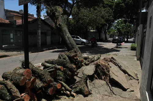 
          Imagem ilustrativa da imagem Lula sanciona lei que libera poda de árvore quando órgão público se omitir
          