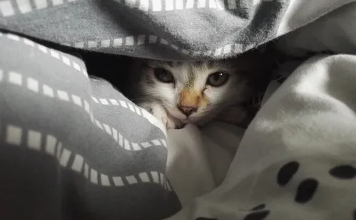 
          Imagem ilustrativa da imagem Luto por pets pode ser pior do que a perda de parentes
          