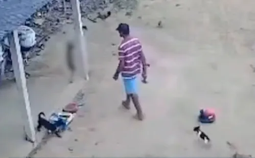 
          Imagem ilustrativa da imagem MPES denuncia homem acusado de matar cadela no Noroeste do ES
          