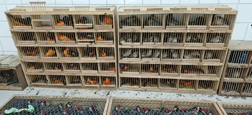 
          Imagem ilustrativa da imagem Mais de 900 animais silvestres são resgatados pela PRF, na cidade de Garanhuns
          