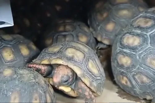 
          Imagem ilustrativa da imagem Mais de 900 animais silvestres são resgatados pela PRF, na cidade de Garanhuns
          
