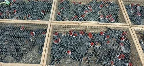 
          Imagem ilustrativa da imagem Mais de 900 animais silvestres são resgatados pela PRF, na cidade de Garanhuns
          