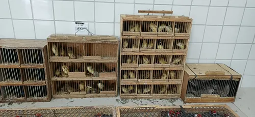 
          Imagem ilustrativa da imagem Mais de 900 animais silvestres são resgatados pela PRF, na cidade de Garanhuns
          