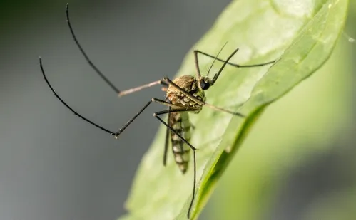 
          Imagem ilustrativa da imagem Mosquitos da mata atlântica preferem sangue humano, diz estudo
          