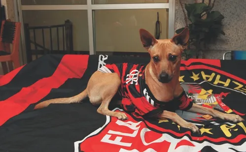 
          Imagem ilustrativa da imagem Na rota da Glória Eterna: capixabas vão a Lima para a final da Libertadores
          