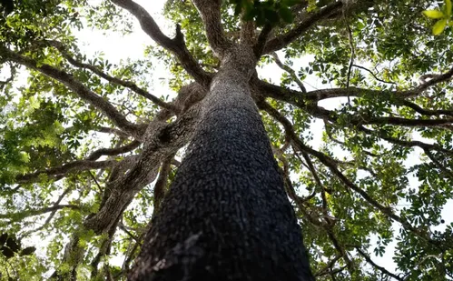 
          Imagem ilustrativa da imagem No Amazonas, 62% da exploração madeireira é feita ilegalmente
          