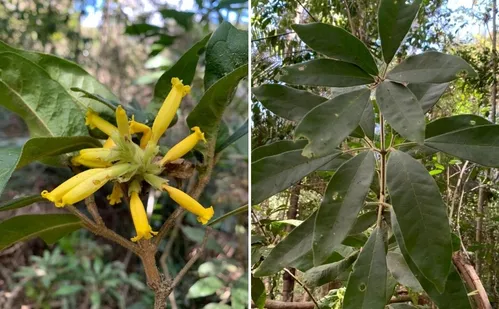 
          Imagem ilustrativa da imagem Nova espécie de cipó descoberta no ES homenageia Darwin
          