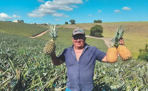 
          Imagem ilustrativa da imagem Nova técnica amplia produção de abacaxi no Espírito Santo
          