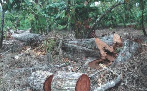 
          Imagem ilustrativa da imagem O que muda com o novo licenciamento ambiental
          