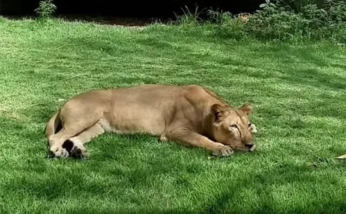 
          Imagem ilustrativa da imagem O que se sabe o sobre caso do jovem morto em ataque de leoa após invadir jaula
          