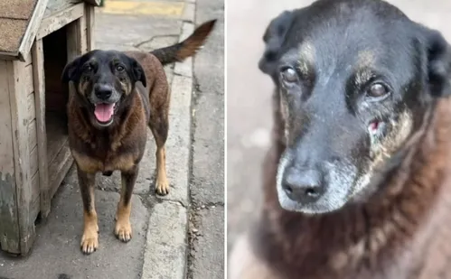 
          Imagem ilustrativa da imagem Cão Orelha: o que famosos disseram sobre morte de cachorro em Florianópolis
          