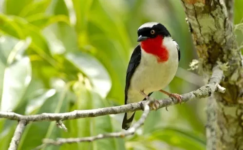 
          Imagem ilustrativa da imagem Parque para proteger ave mais rara do País em Vargem Alta
          