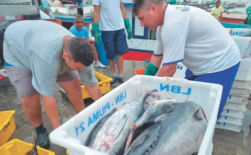 
          Imagem ilustrativa da imagem Pescadores cobram ações do Governo Federal para se livrar do tarifaço
          