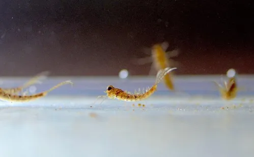 
          Imagem ilustrativa da imagem Pesquisa da Ufes busca desvendar o mistério dos fósseis
          