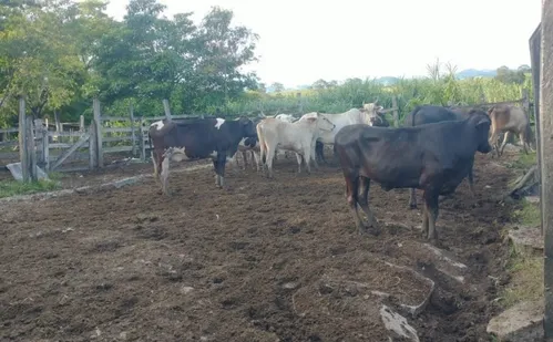 
          Imagem ilustrativa da imagem Polícia Civil recupera mais de 20 cabeças de gado furtadas no Sul do ES
          