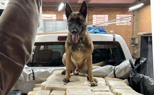 
          Imagem ilustrativa da imagem Polícia Federal encontra bunker com 613 kg de cocaína em empresa de fachada em SC
          