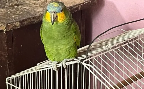 
          Imagem ilustrativa da imagem Polícia fecha rinha de galo e apreende 37 aves vítimas de maus-tratos em Vila Velha
          