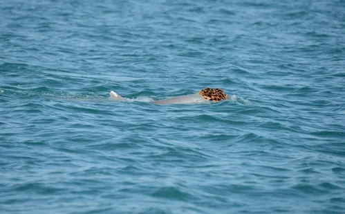 
          Imagem ilustrativa da imagem Por que golfinhos estão usando esponjas como chapéus?
          