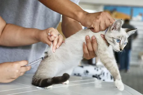 
          Imagem ilustrativa da imagem Prefeitura do Recife promove dia de vacinação, adoção e atendimento veterinário
          