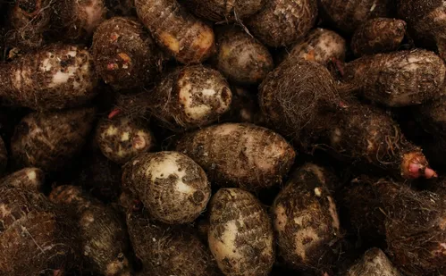 
          Imagem ilustrativa da imagem Produção de inhame cresce no Espírito Santo
          